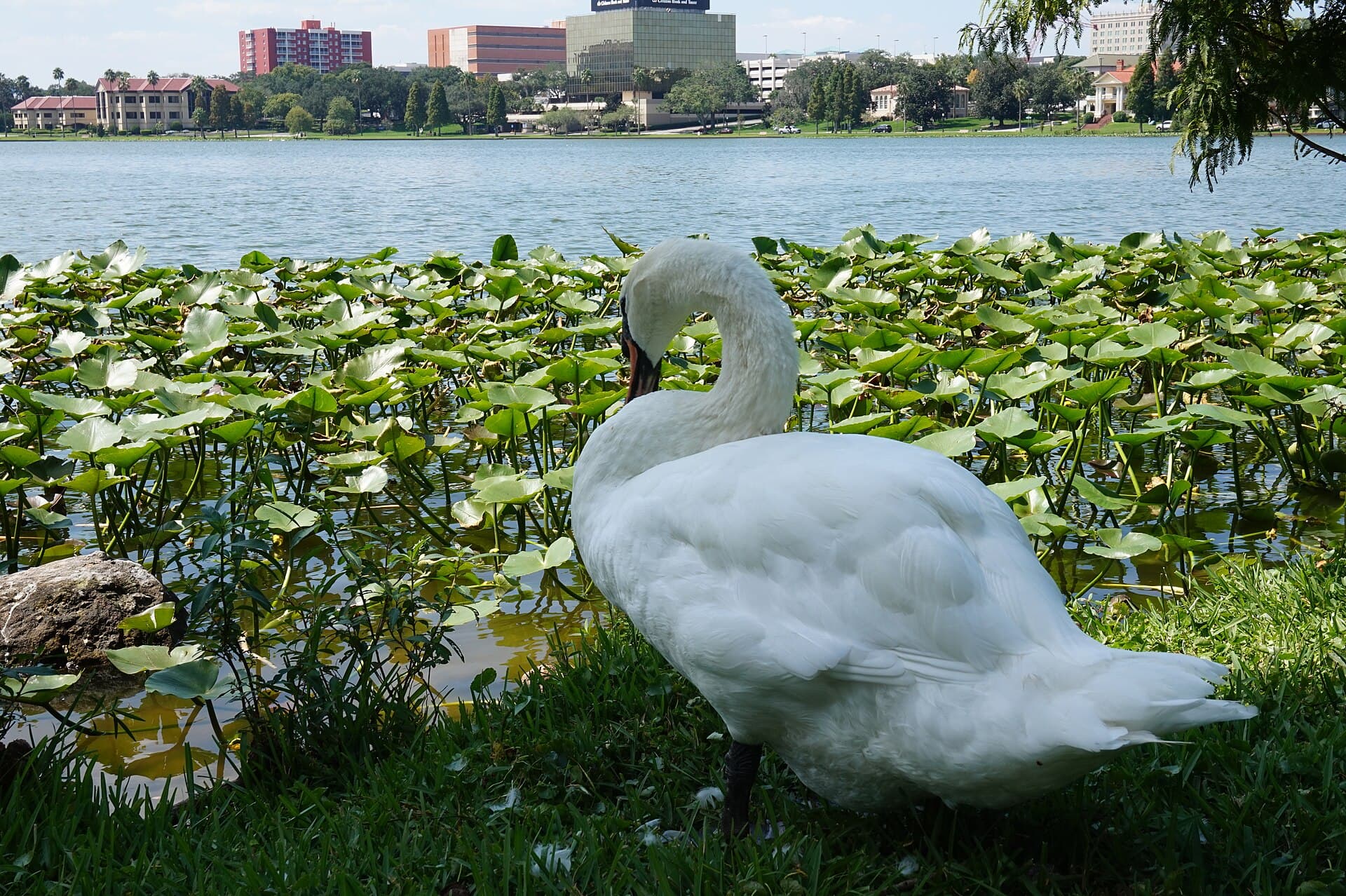 Lake Morton's Swans Get Rounded Up for Their Annual Checkup Oct. 6-7